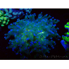 WYSIWYG Euphyllia paradivisa (Mariculture acclimated under LED)