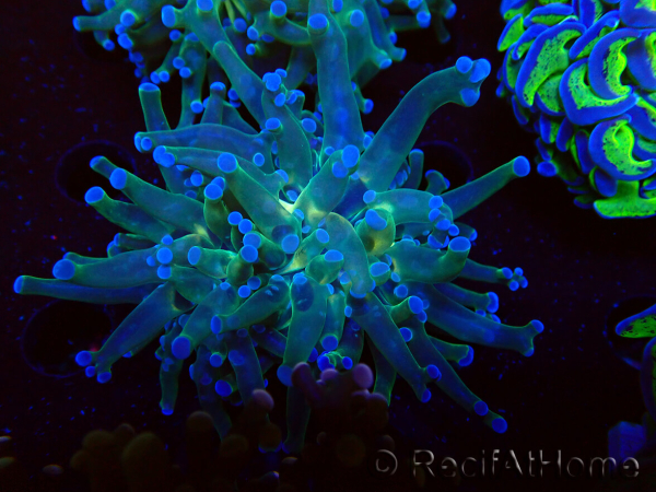 WYSIWYG Euphyllia paradivisa (Maricoltura acclimatata sotto LED)