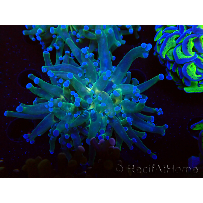 WYSIWYG Euphyllia paradivisa (Maricultura aclimatada bajo LED)