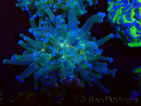 WYSIWYG Euphyllia paradivisa (Maricoltura acclimatata sotto LED)