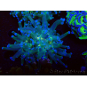 WYSIWYG Euphyllia paradivisa (Mariculture acclimated under LED)
