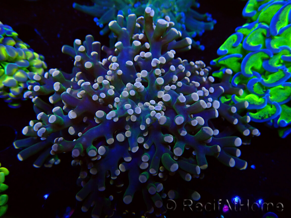 WYSIWYG Euphyllia paradivisa (Maricoltura acclimatata sotto LED)