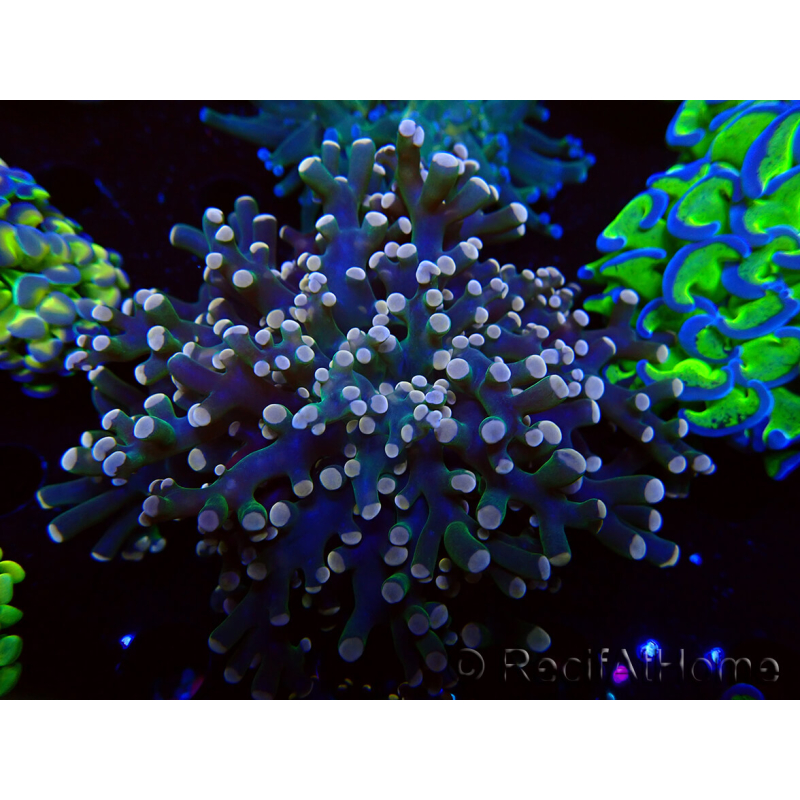 WYSIWYG Euphyllia paradivisa (Unter LED beleuchtete Marikultur-akklimatisiert)