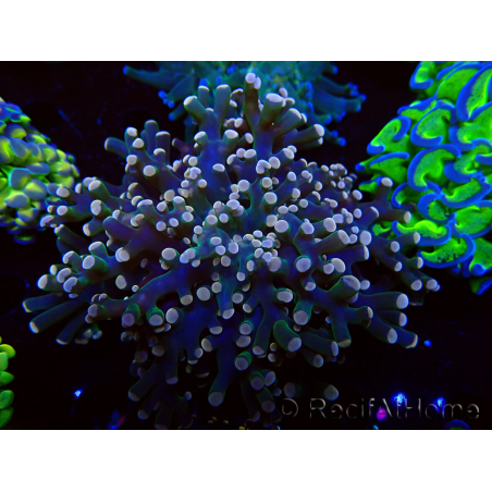 WYSIWYG Euphyllia paradivisa (Maricultura aclimatada bajo LED)
