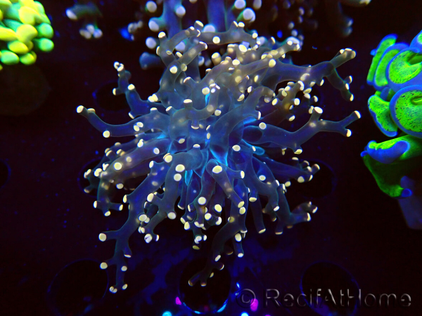 WYSIWYG Euphyllia paradivisa (Mariculture acclimaté sous LED)