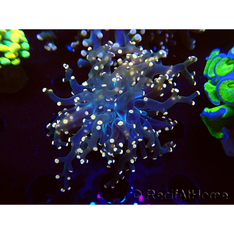 WYSIWYG Euphyllia paradivisa (Mariculture acclimaté sous LED) 4H8