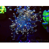 WYSIWYG Euphyllia paradivisa (Mariculture acclimaté sous LED) 4H8