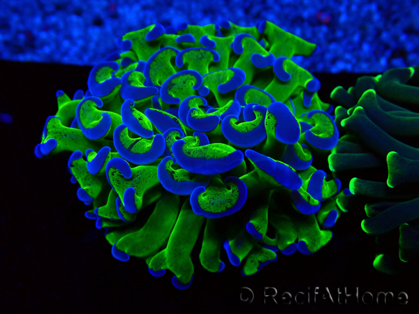 WYSIWYG Euphyllia ancora (Marikultur akklimatisiert unter LED) 1 (Skelett 7 cm/Geöffnet 9 cm)