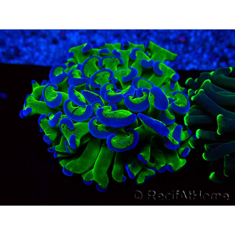 WYSIWYG Euphyllia ancora (Mariculture acclimaté sous LED) 18A1 (Skeleton 5.5 cm/Open 7 cm)