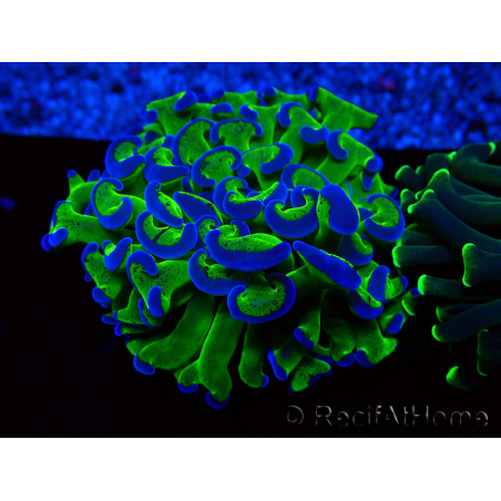 WYSIWYG Euphyllia ancora (Maricoltura acclimatata sotto LED) 1 (Scheletro 7 cm/Aperto 9 cm)