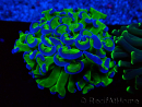 WYSIWYG Euphyllia ancora (Maricoltura acclimatata sotto LED) 1 (Scheletro 7 cm/Aperto 9 cm)