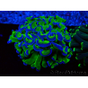 WYSIWYG Euphyllia ancora (Mariculture acclimated under LED) 1 (Skeleton 7 cm/Open 9 cm)
