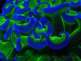 WYSIWYG Euphyllia ancora(Mariculture acclimaté sous LED) 1 (Skeleton 7 cm/Open 9 cm)