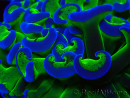 WYSIWYG Euphyllia ancora (Marikultur akklimatisiert unter LED) 1 (Skelett 7 cm/Geöffnet 9 cm)