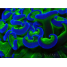 WYSIWYG Euphyllia ancora (Mariculture acclimated under LED) 1 (Skeleton 7 cm/Open 9 cm)