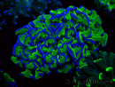WYSIWYG Euphyllia ancora (Maricultured acclimated under LED) 10 (Skeleton 7 cm/Open 11 cm)