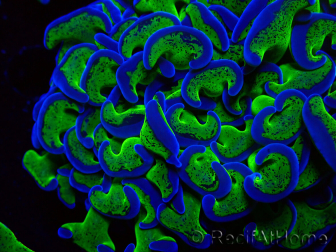 WYSIWYG Euphyllia ancora (Marikultur, akklimatisiert unter LED) 10 (Skelett 7 cm/Geöffnet 11 cm)