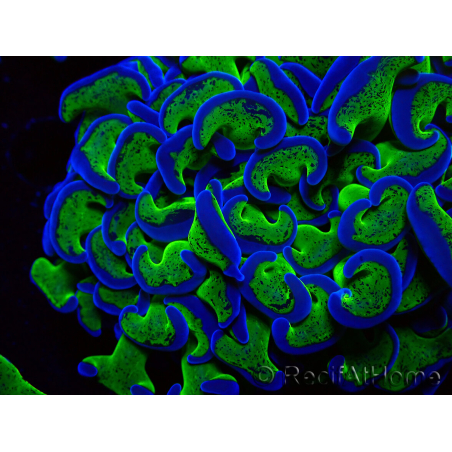 WYSIWYG Euphyllia ancora (Maricultured acclimated under LED) 10 (Skeleton 7 cm/Open 11 cm)