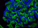 WYSIWYG Euphyllia ancora (Acclimatata alla maricoltura sotto LED) 10 (Scheletro 7 cm/Aperta 11 cm)