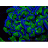 WYSIWYG Euphyllia ancora (Maricultura aclimatada bajo LED) 10 (Esqueleto 7 cm/Abierto 11 cm)