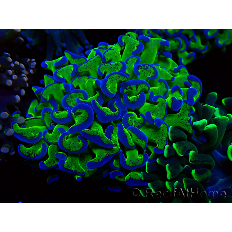 WYSIWYG Euphyllia ancora (Mariculture acclimaté sous LED) 18A3 (Skeleton 5 cm/Open 6.5 cm)