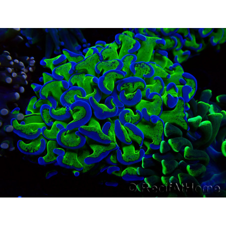 WYSIWYG Euphyllia ancora(Mariculture acclimaté sous LED) 11 (Skeleton 7 cm/Open 12 cm)