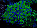 WYSIWYG Euphyllia ancora (Mariculture acclimaté sous LED) 18A3 (Skeleton 5 cm/Open 6.5 cm)