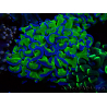 WYSIWYG Euphyllia ancora (Mariculture acclimaté sous LED) 18A3 (Skeleton 5 cm/Open 6.5 cm)