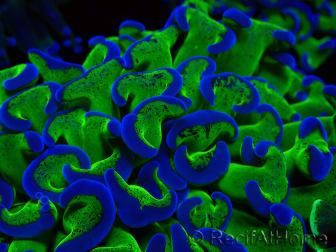 WYSIWYG Euphyllia ancora(Mariculture acclimaté sous LED) 11 (Skeleton 7 cm/Open 12 cm)
