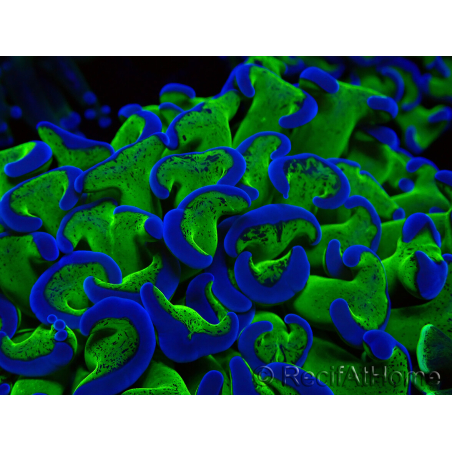 WYSIWYG Euphyllia ancora (Mariculture acclimaté sous LED) 18A3 (Skeleton 5 cm/Open 6.5 cm)