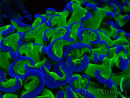 WYSIWYG Euphyllia ancora (Maricultura acclimatata sotto LED) 11 (Scheletro 7 cm/Aperto 12 cm)