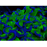 WYSIWYG Euphyllia ancora (Mariculture acclimaté sous LED) 18A3 (Skeleton 5 cm/Open 6.5 cm)
