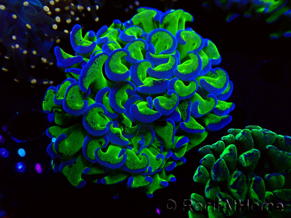 WYSIWYG Euphyllia ancora (Maricultura acclimatata sotto LED) 12 (Scheletro 8 cm/Aperto 11 cm)
