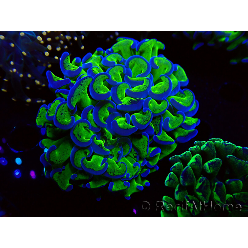 WYSIWYG Euphyllia ancora (Marikultur unter LED akklimatisiert) 12 (Skelett 8 cm/Geöffnet 11 cm)