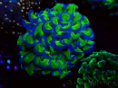 WYSIWYG Euphyllia ancora (Maricultura acclimatata sotto LED) 12 (Scheletro 8 cm/Aperto 11 cm)