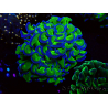 WYSIWYG Euphyllia ancora (Maricultura aclimatada bajo LED) 12 (Esqueleto 8 cm/Abierto 11 cm)
