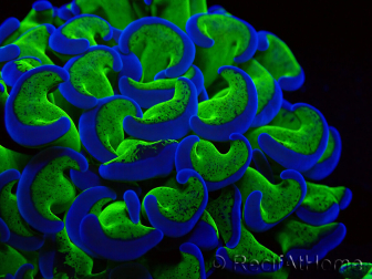 WYSIWYG Euphyllia ancora (Maricultura acclimatata sotto LED) 12 (Scheletro 8 cm/Aperto 11 cm)