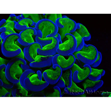 WYSIWYG Euphyllia ancora (Mariculture acclimated under LED) 12 (Skeleton 8 cm/Open 11 cm)