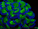 WYSIWYG Euphyllia ancora (Maricultura acclimatata sotto LED) 12 (Scheletro 8 cm/Aperto 11 cm)