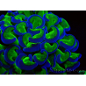 WYSIWYG Euphyllia ancora (Marikultur unter LED akklimatisiert) 12 (Skelett 8 cm/Geöffnet 11 cm)