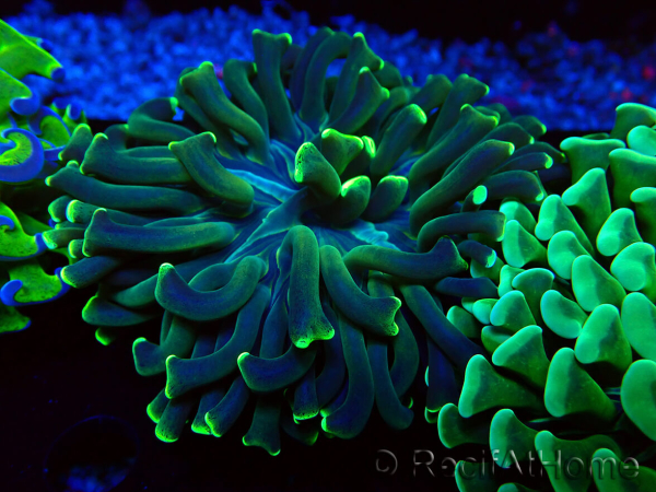 WYSIWYG Euphyllia ancora(Mariculture acclimaté sous LED) 13 (Skeleton 5 cm/Open 10 cm)