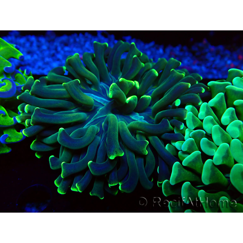 WYSIWYG Euphyllia ancora (Marikultur unter LED akklimatisiert) 13 (Skelett 5 cm/Geöffnet 10 cm)