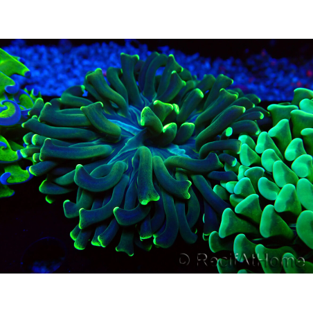 WYSIWYG Euphyllia ancora (Maricoltura acclimatata sotto LED) 13 (Scheletro 5 cm/Aperto 10 cm)