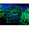 WYSIWYG Euphyllia ancora (Maricultura aclimatada bajo LED) 13 (Esqueleto 5 cm/Abierto 10 cm)