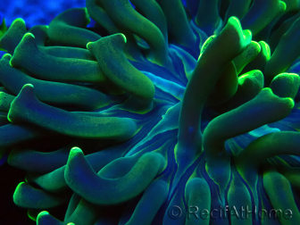 WYSIWYG Euphyllia ancora(Mariculture acclimaté sous LED) 13 (Skeleton 5 cm/Open 10 cm)