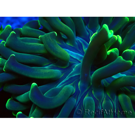 WYSIWYG Euphyllia ancora(Mariculture acclimaté sous LED) 13 (Skeleton 5 cm/Open 10 cm)