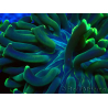 WYSIWYG Euphyllia ancora (Mariculture acclimated under LED) 13 (Skeleton 5 cm/Open 10 cm)