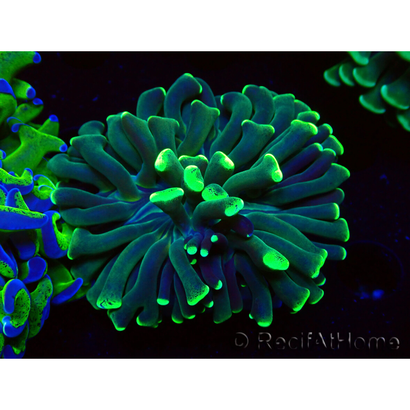 WYSIWYG Euphyllia ancora (Maricultured acclimated under LED) 15 (Skeleton 5 cm/Open 10 cm)