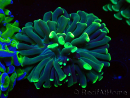 WYSIWYG Euphyllia ancora (Maricultured acclimated under LED) 15 (Skeleton 5 cm/Open 10 cm)