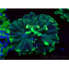 WYSIWYG Euphyllia ancora (Maricultura aclimatada bajo LED) 15 (Esqueleto 5 cm/Abierto 10 cm)